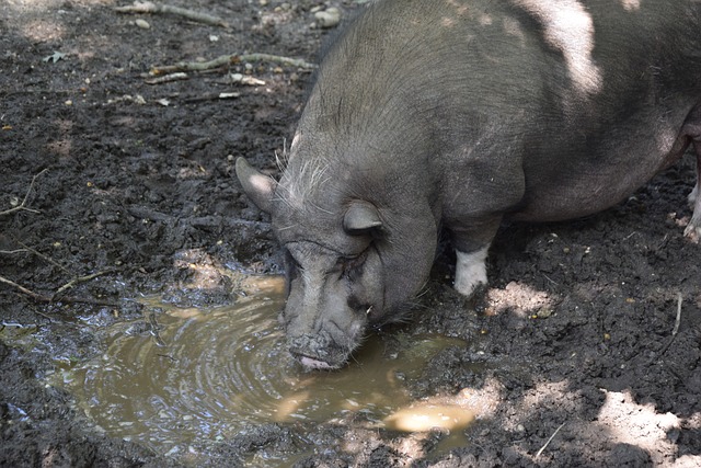 世界杯D组抽签出炉：美国、巴拉圭、澳大利亚、欧洲附加C胜者